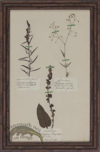 Herbarium BbF 16